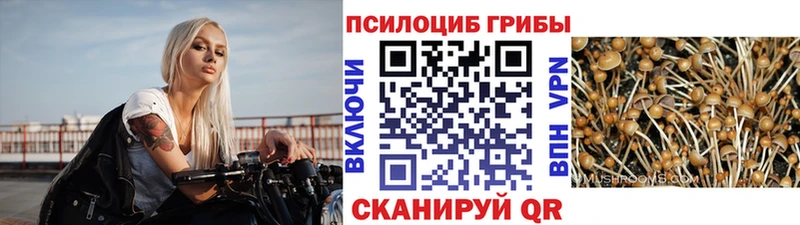 mega онион  Ак-Довурак  Псилоцибиновые грибы мицелий 